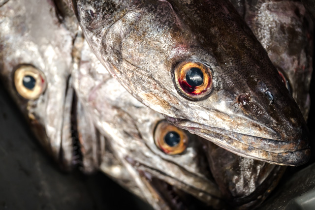 hake heads